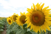 Growing Sunflowers